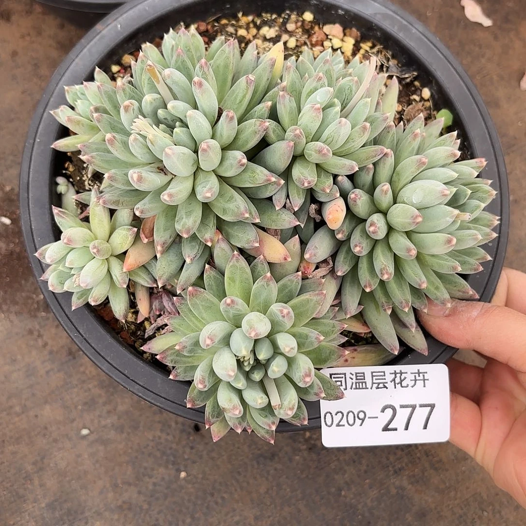 单****y同温层多肉流星雨277