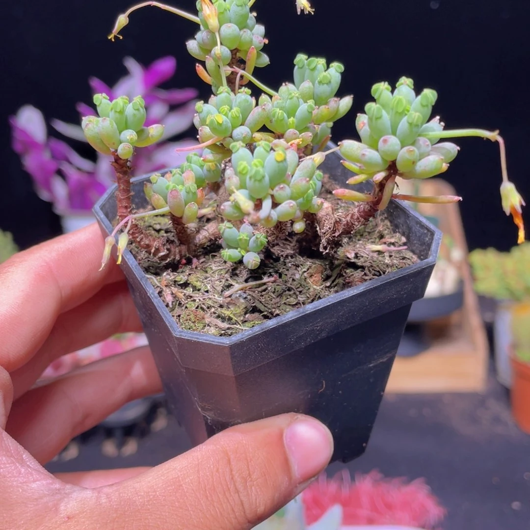 棒叶酢浆草多肉9.9包邮发货