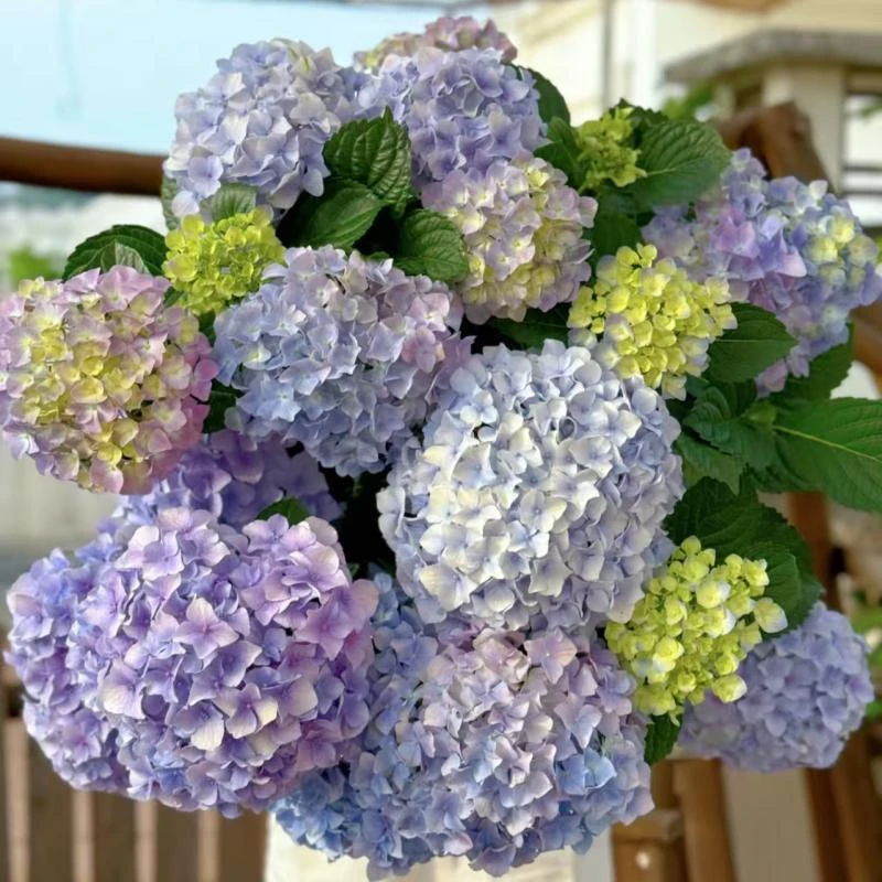 【炫彩大海蓝】绣球  新老枝开花 花期长易养护 阳台庭院盆栽