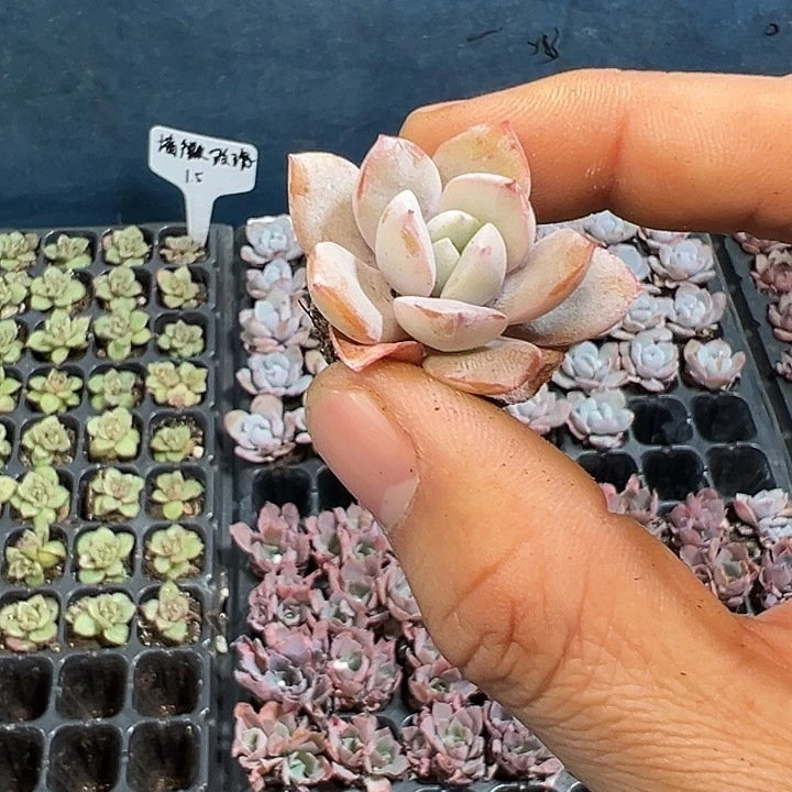 韩版奶茶 满10颗包邮