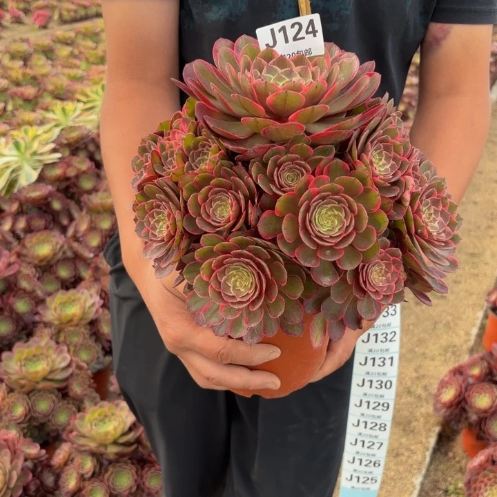 瑞妈多肉植物124。粉花妖