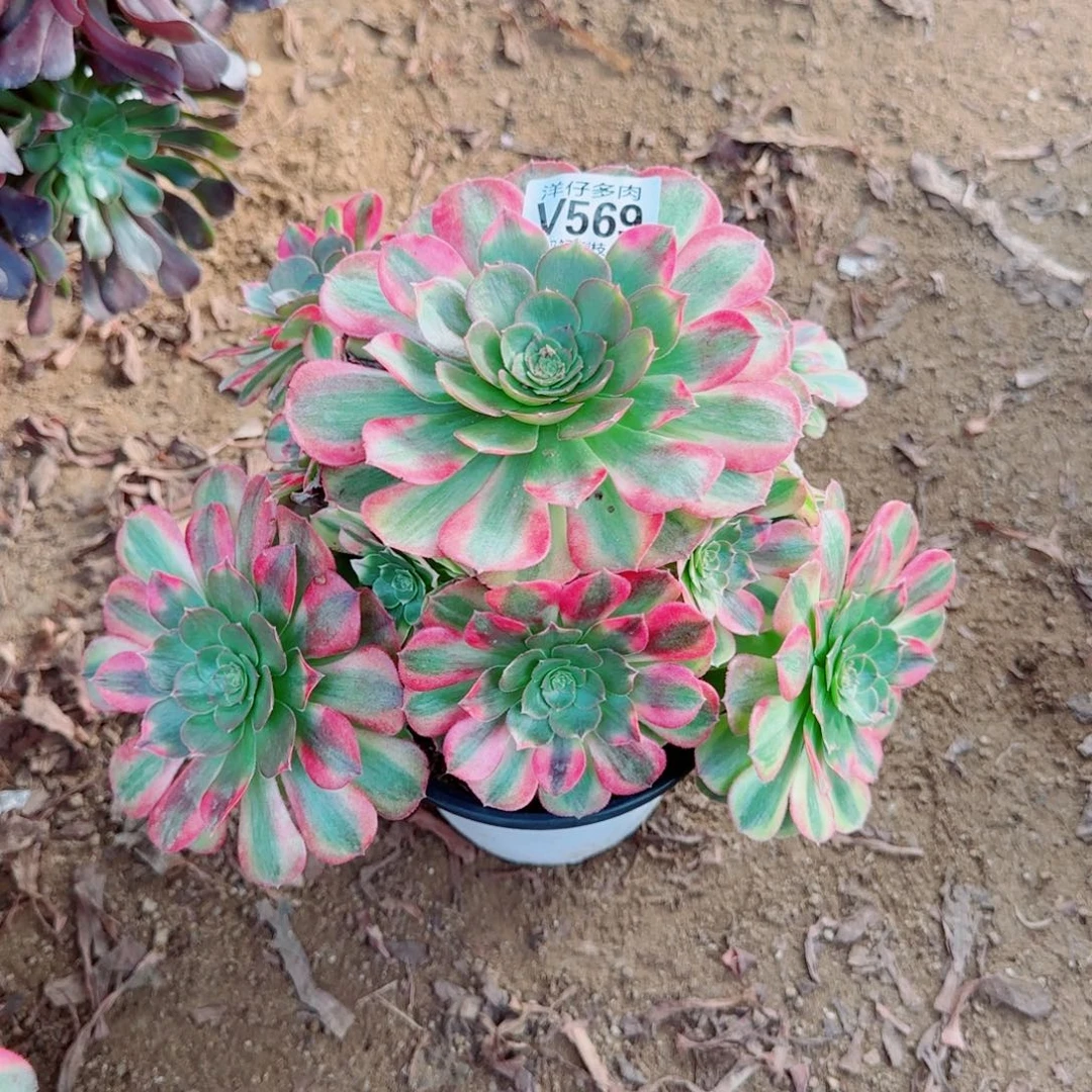 雨荷发师569冠幅20