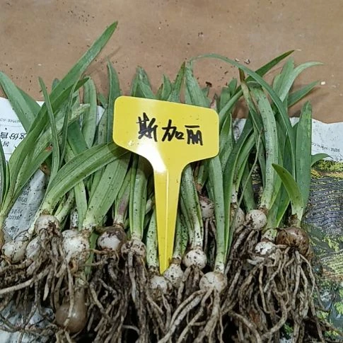 无花朵斯嘉丽0.8-1发10个