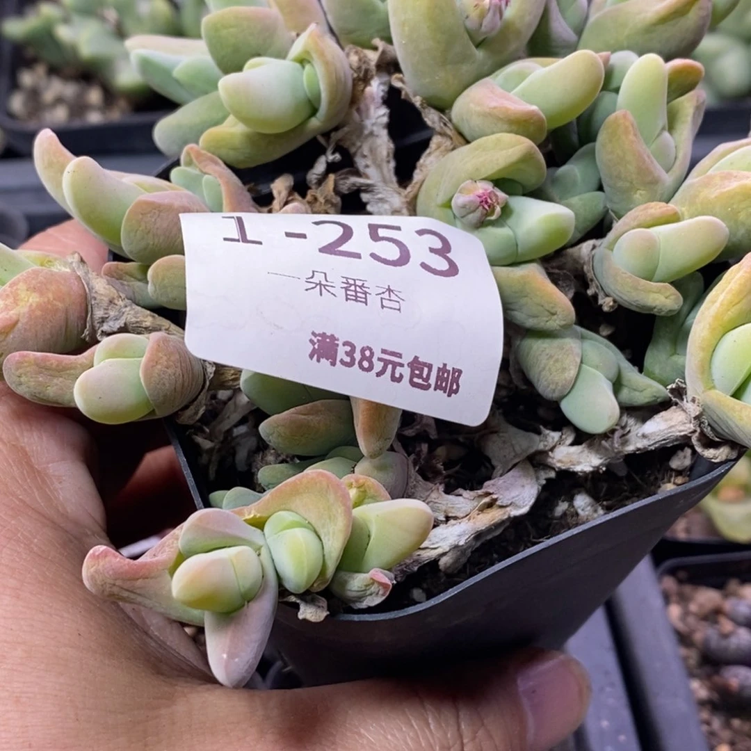 A****多5666669666666688