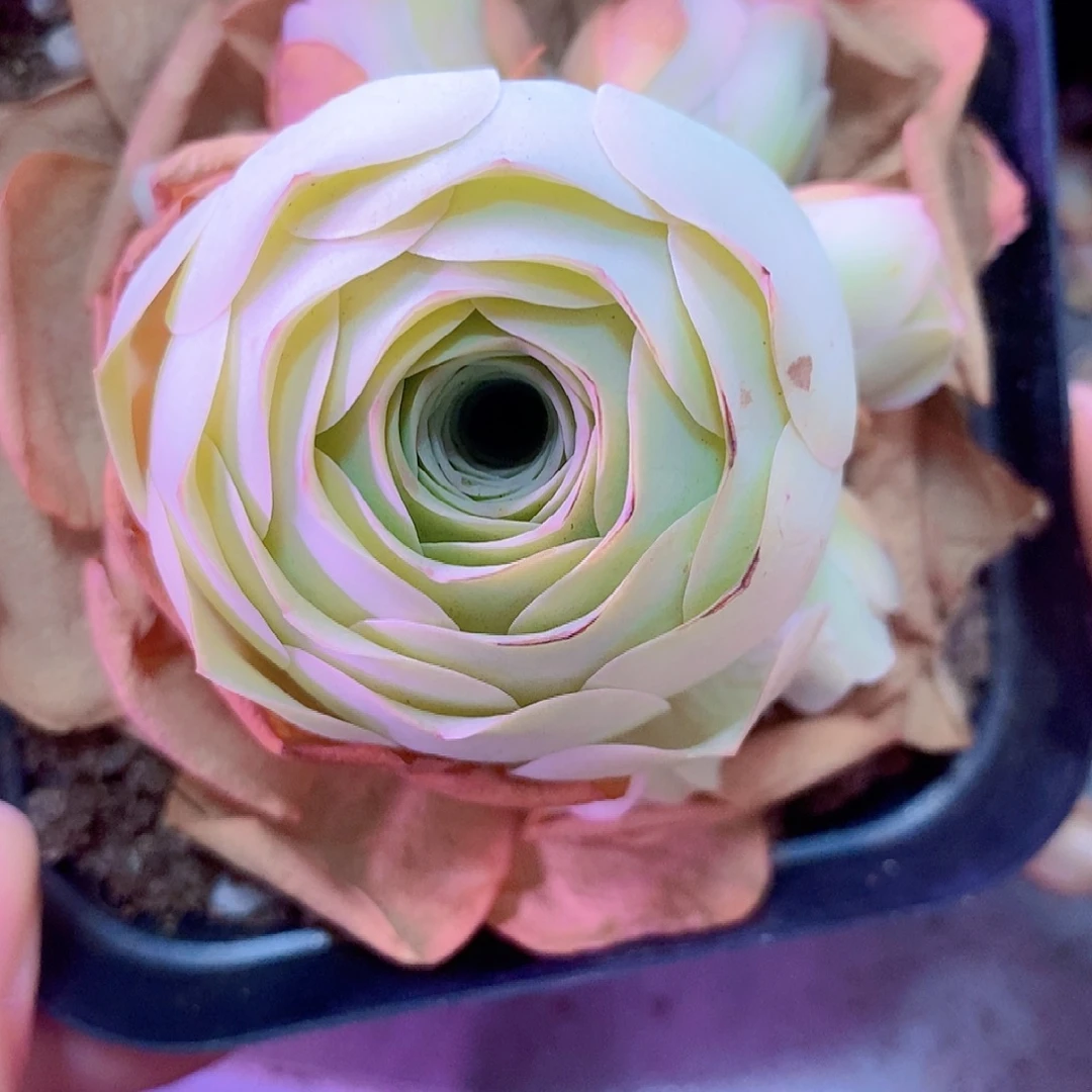 山地玫瑰一物一拍215锦绣