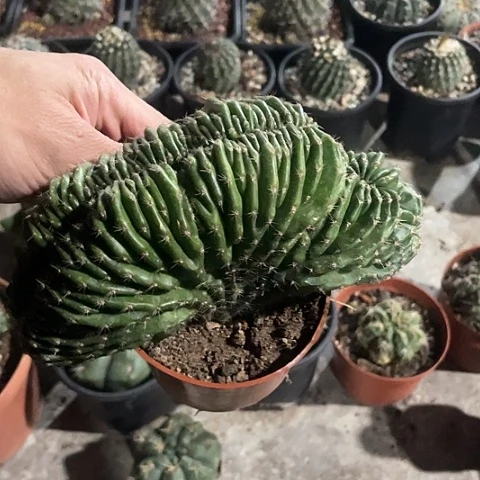 实生彩草缀化福利