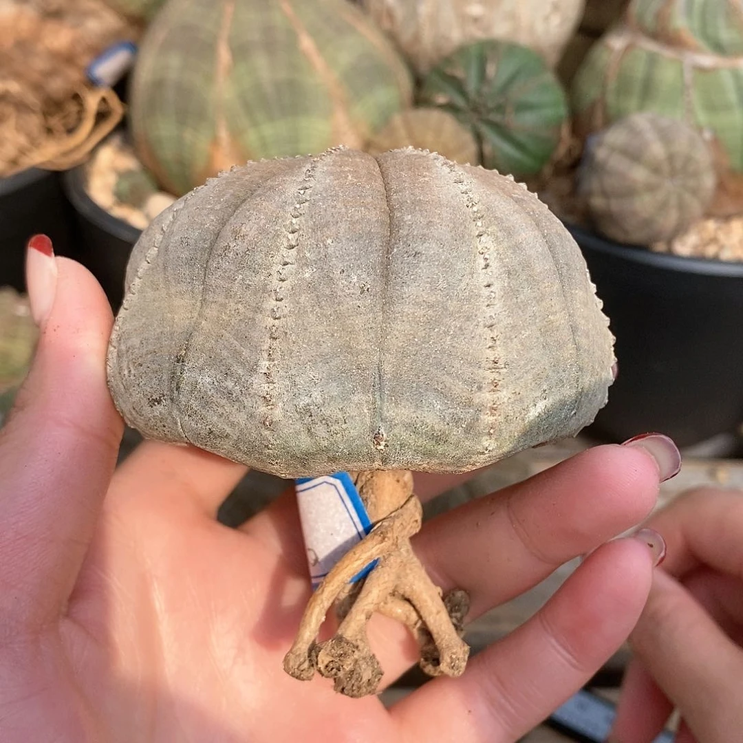 布纹球精品一物一拍