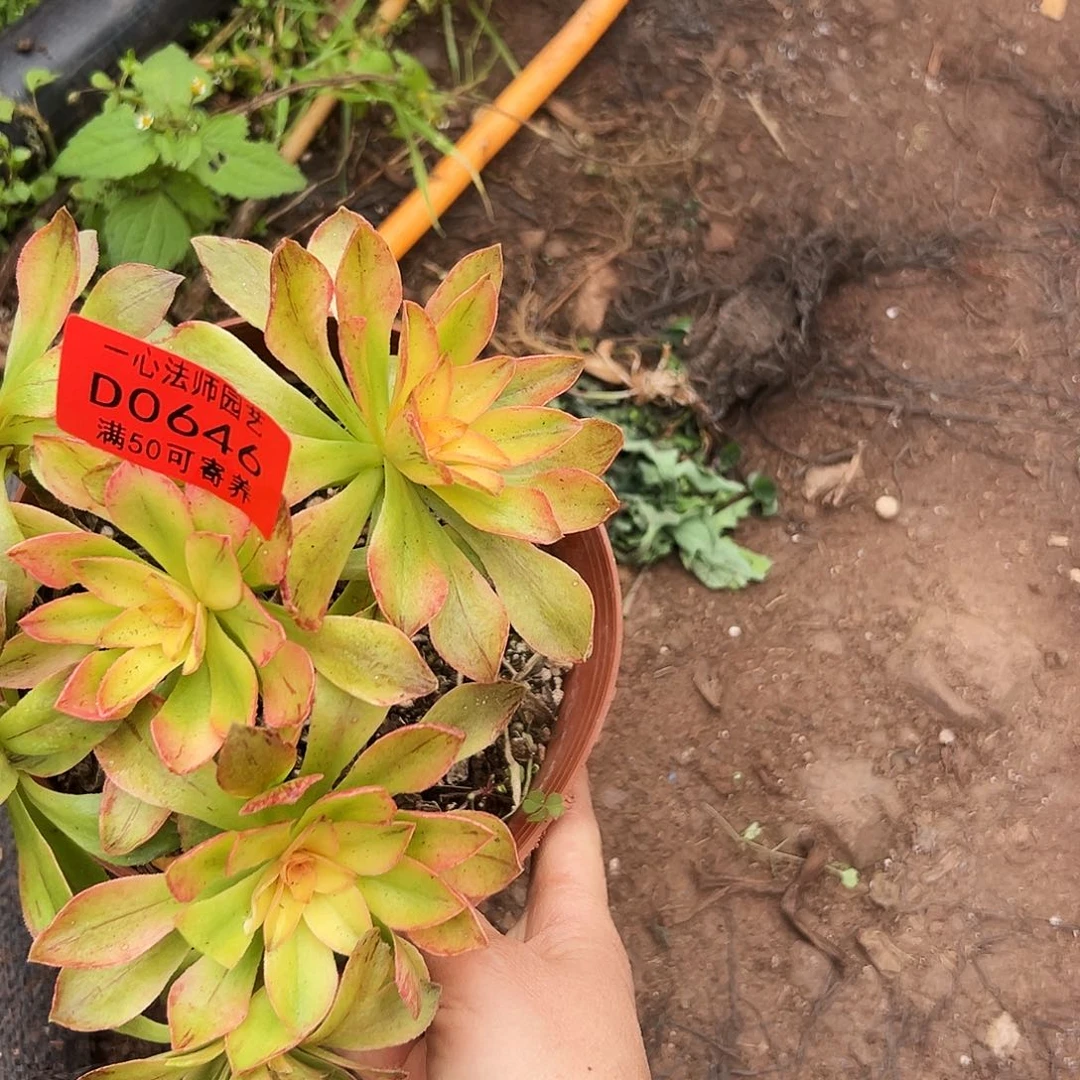 0646多肉植物荷花