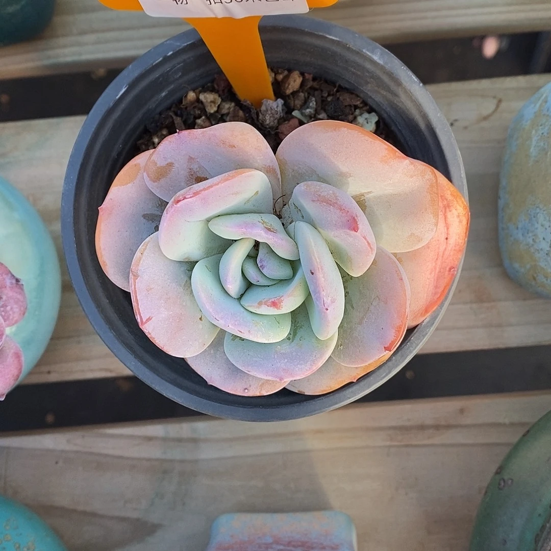 300透气璐璐咯哦哦哦哦哦