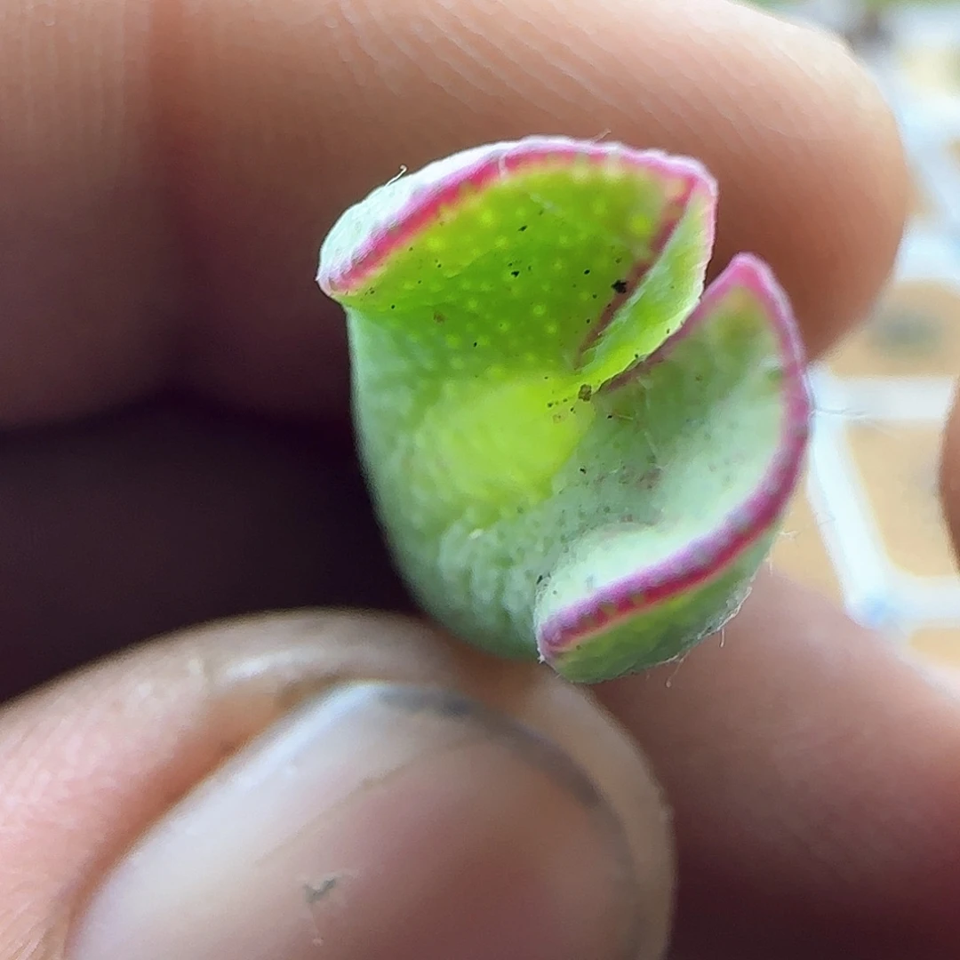 开播福利来啦41545