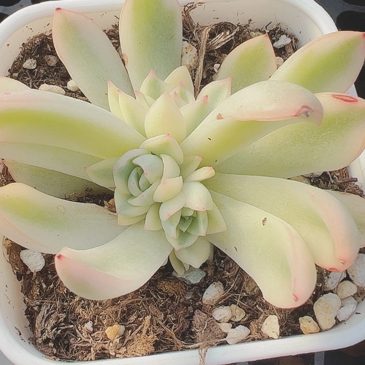 小*吖多肉植物多肉植物