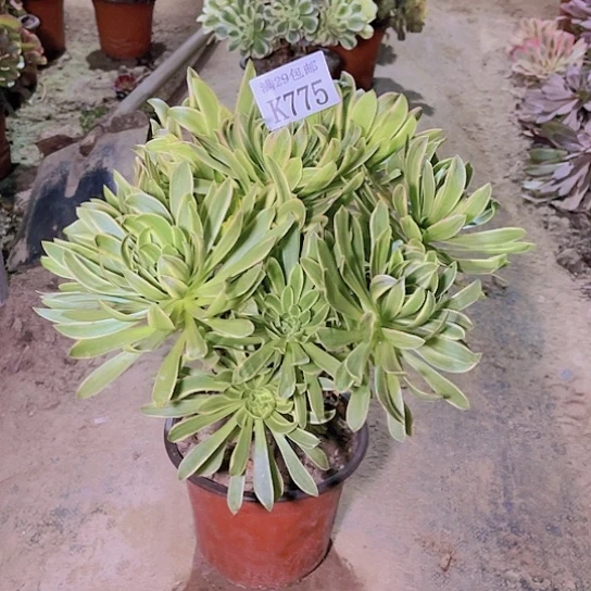 775虞姬多肉植物