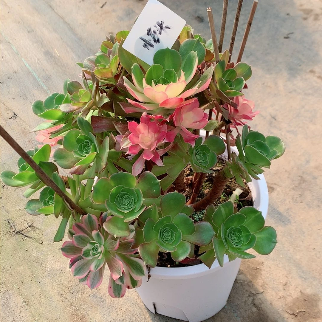 【闪购商品】小***?男神阴阳，多肉