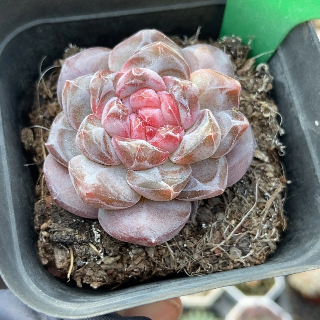 2085冰魄多肉植物多肉