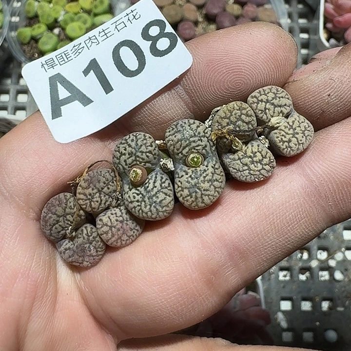 108 多肉植物多肉植物