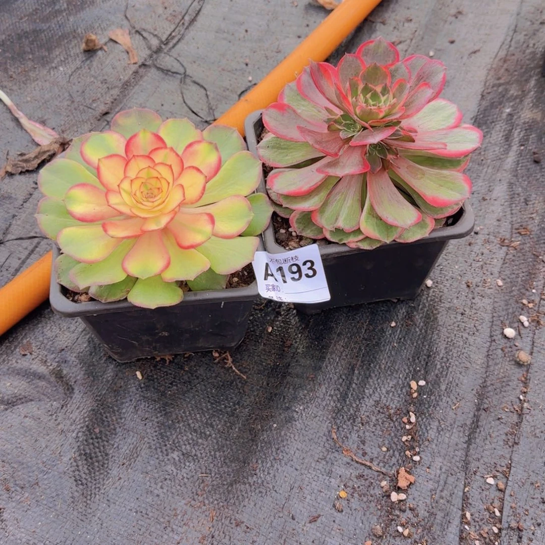 土**子精品多肉植物193