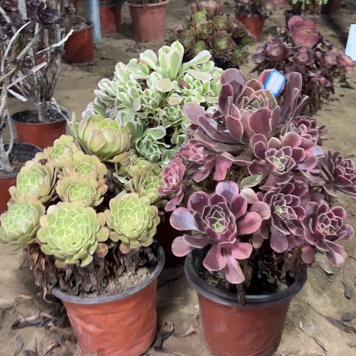 开***姐多肉植物法师3颗26