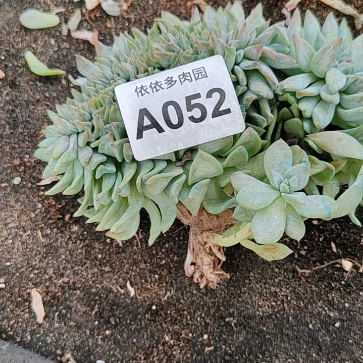 052福利福利福利福利