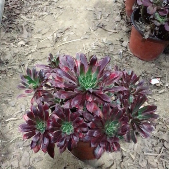 孔雀锦法师多肉植物6