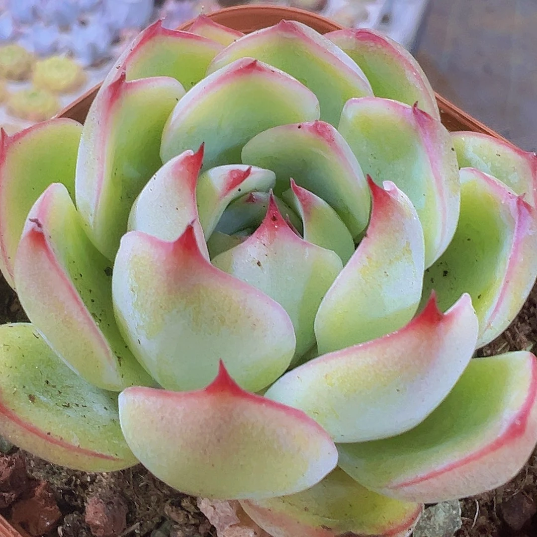 勾魂仙子19包邮多肉