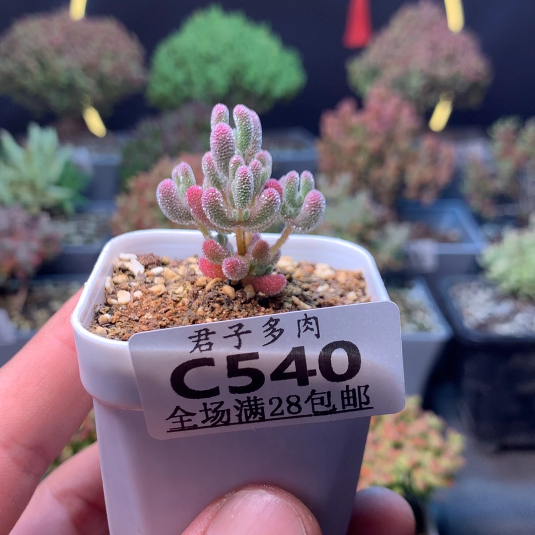 _***然540实生冰晶。