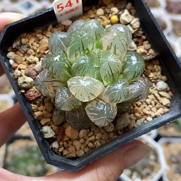 541塑料皮玉露锦一物一拍