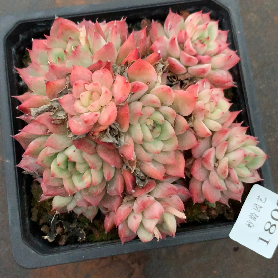 1809杂交精品基地12厘米