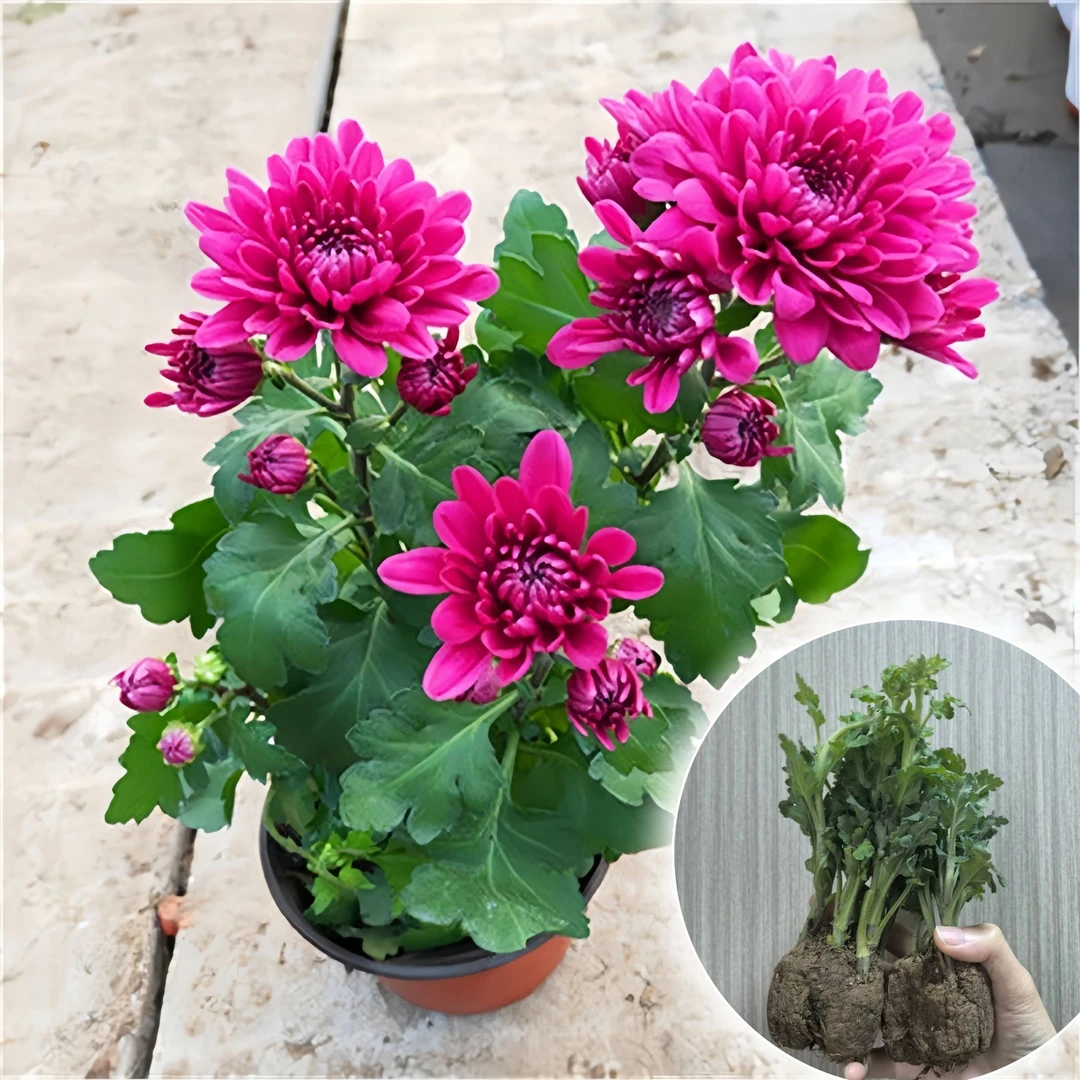 【精品荷兰菊苗】耐热耐热多年生盆栽地栽宿根大花重瓣开花卉带土球