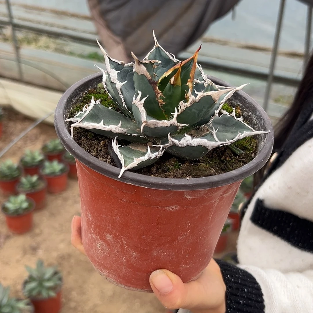 多肉植物海王龙舌兰
