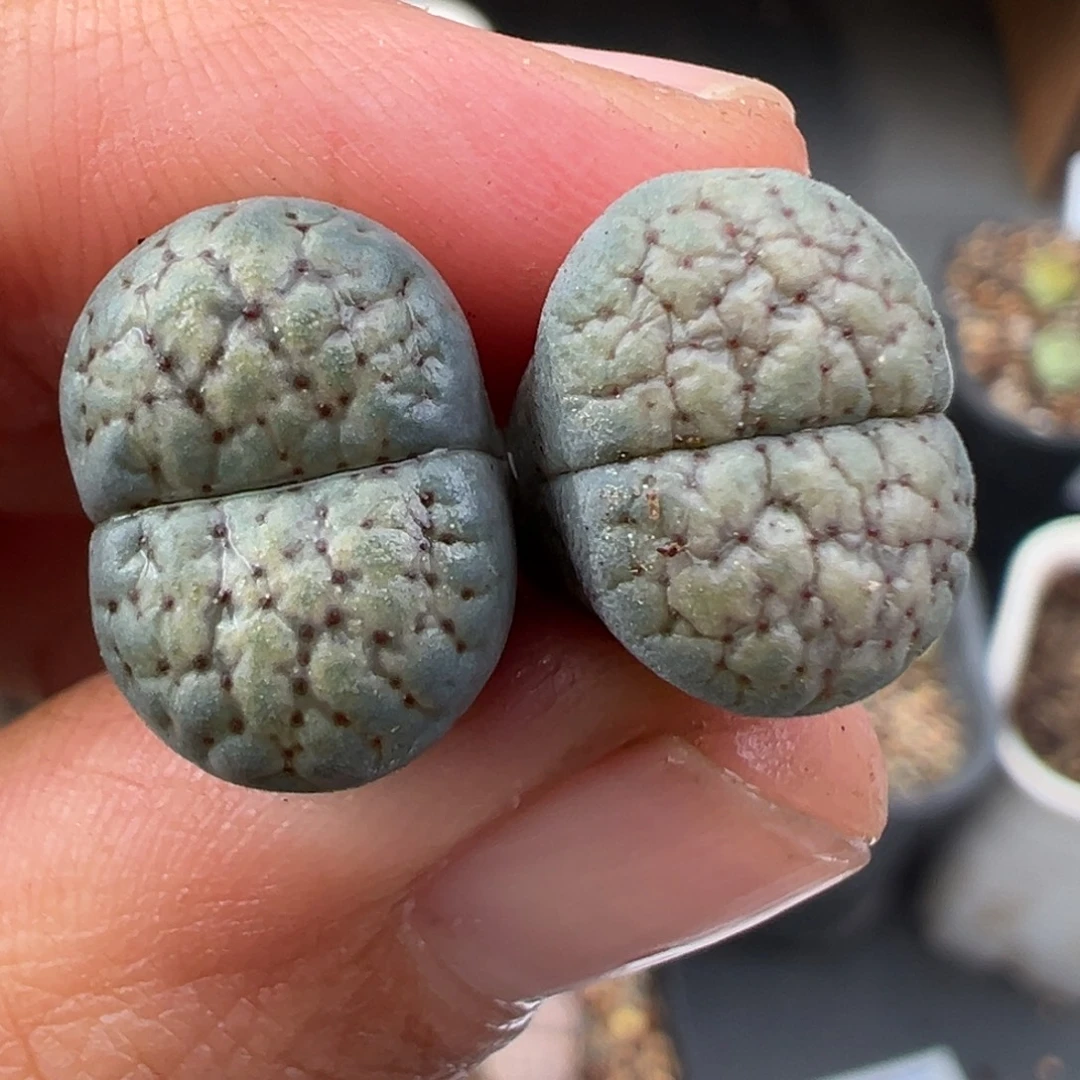 11.22好看的多肉脱土发货086