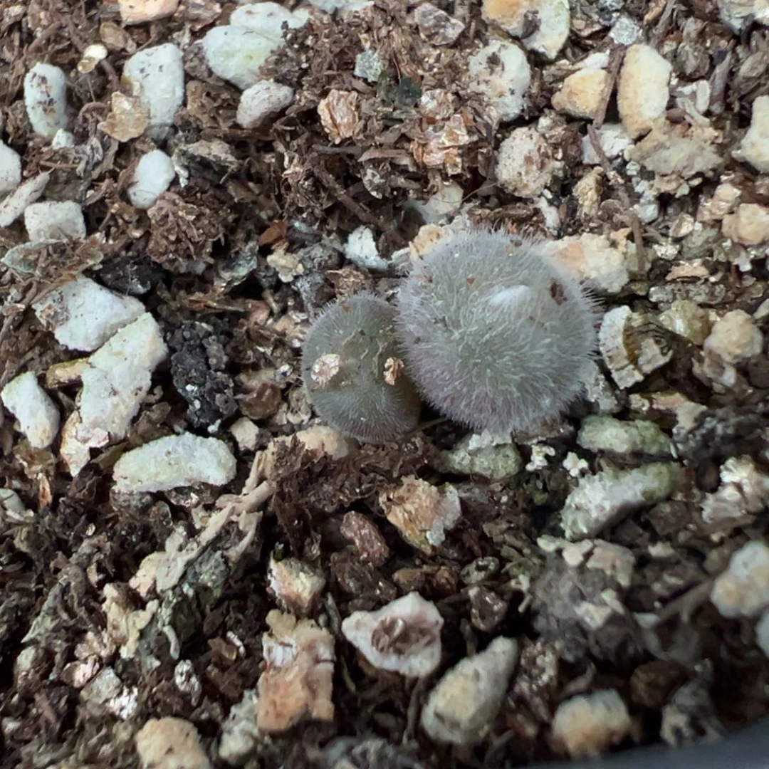 29-261肉锥多肉植物，