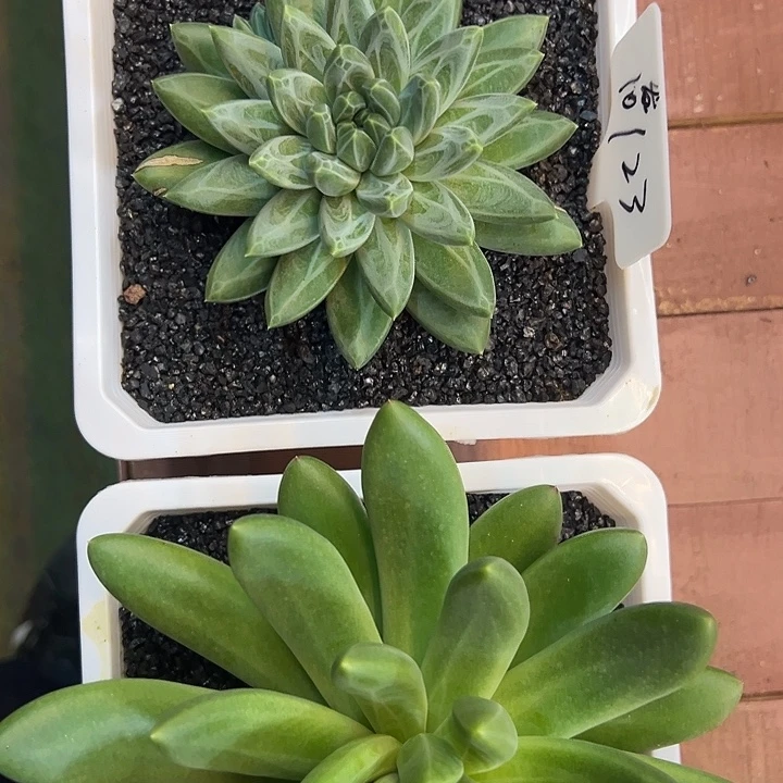 糊****一物一拍发货青花瓷