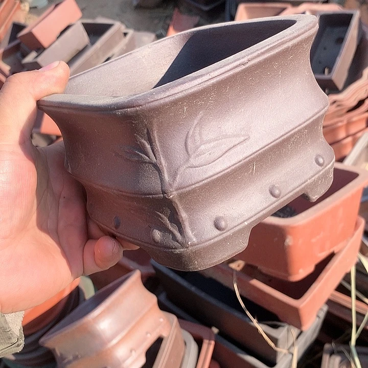 紫砂我要不明天要回家