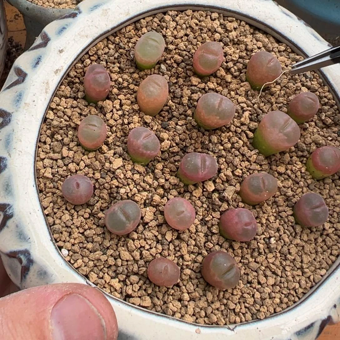 量拍红宝石风铃一颗，多肉植物