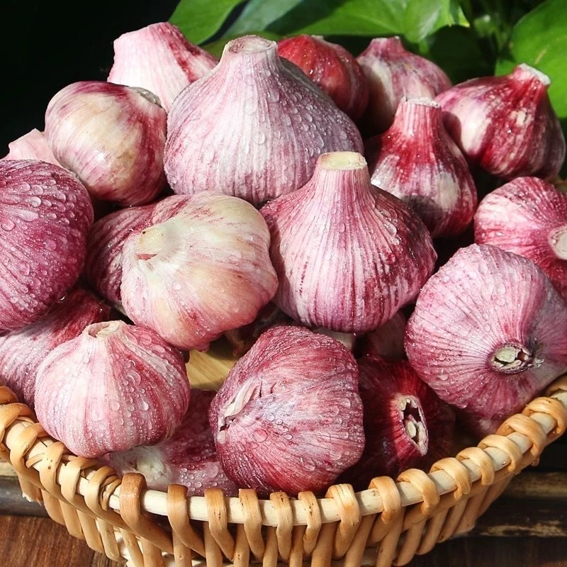 大蒜2025新鲜大蒜可以腌制糖蒜现挖现发湿蒜