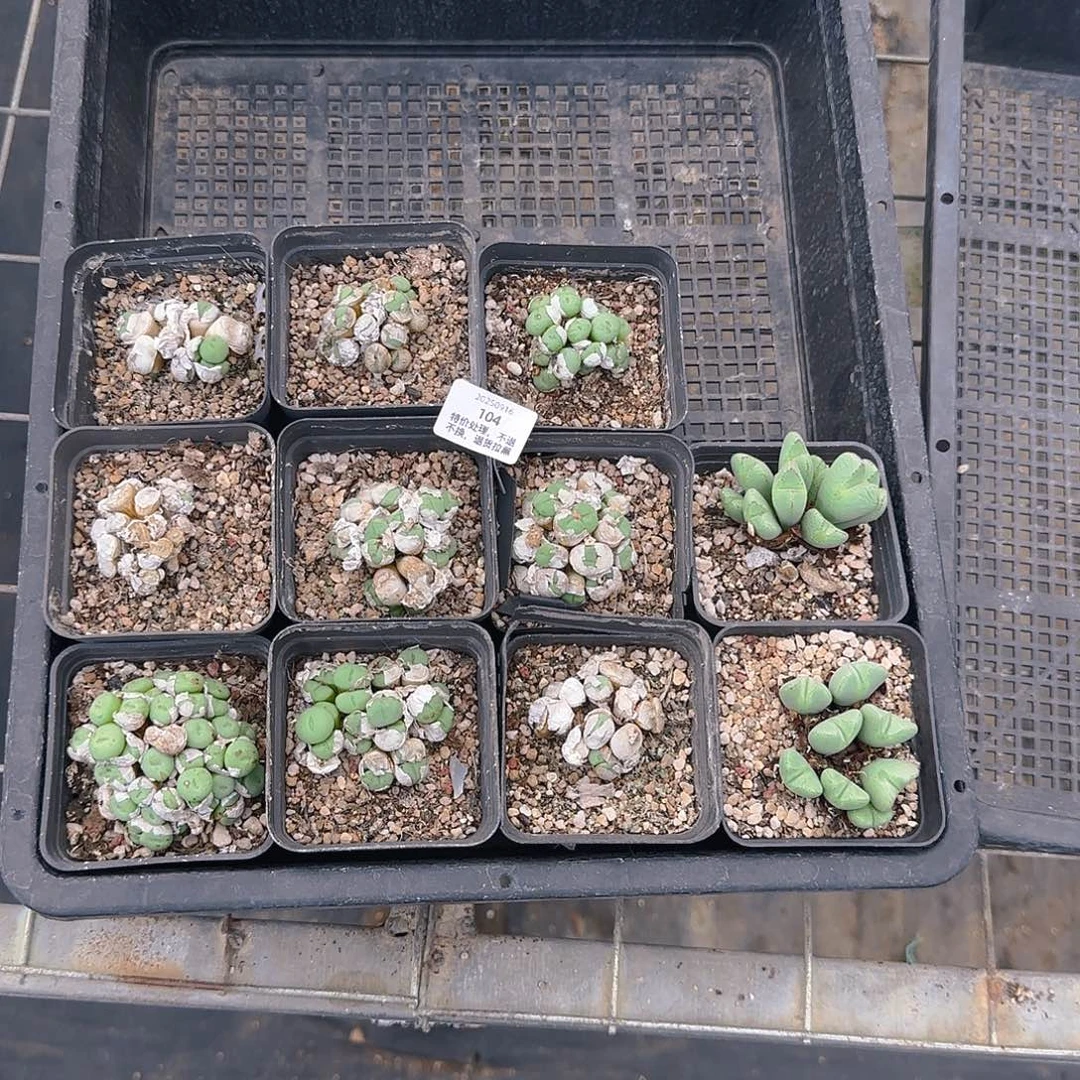 *****104号，清，专拍转台