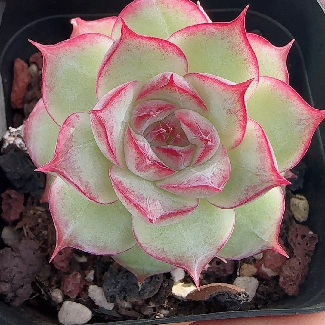 1107----182女王玫瑰