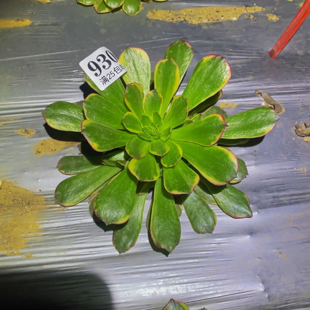 半夏多肉之前的人930