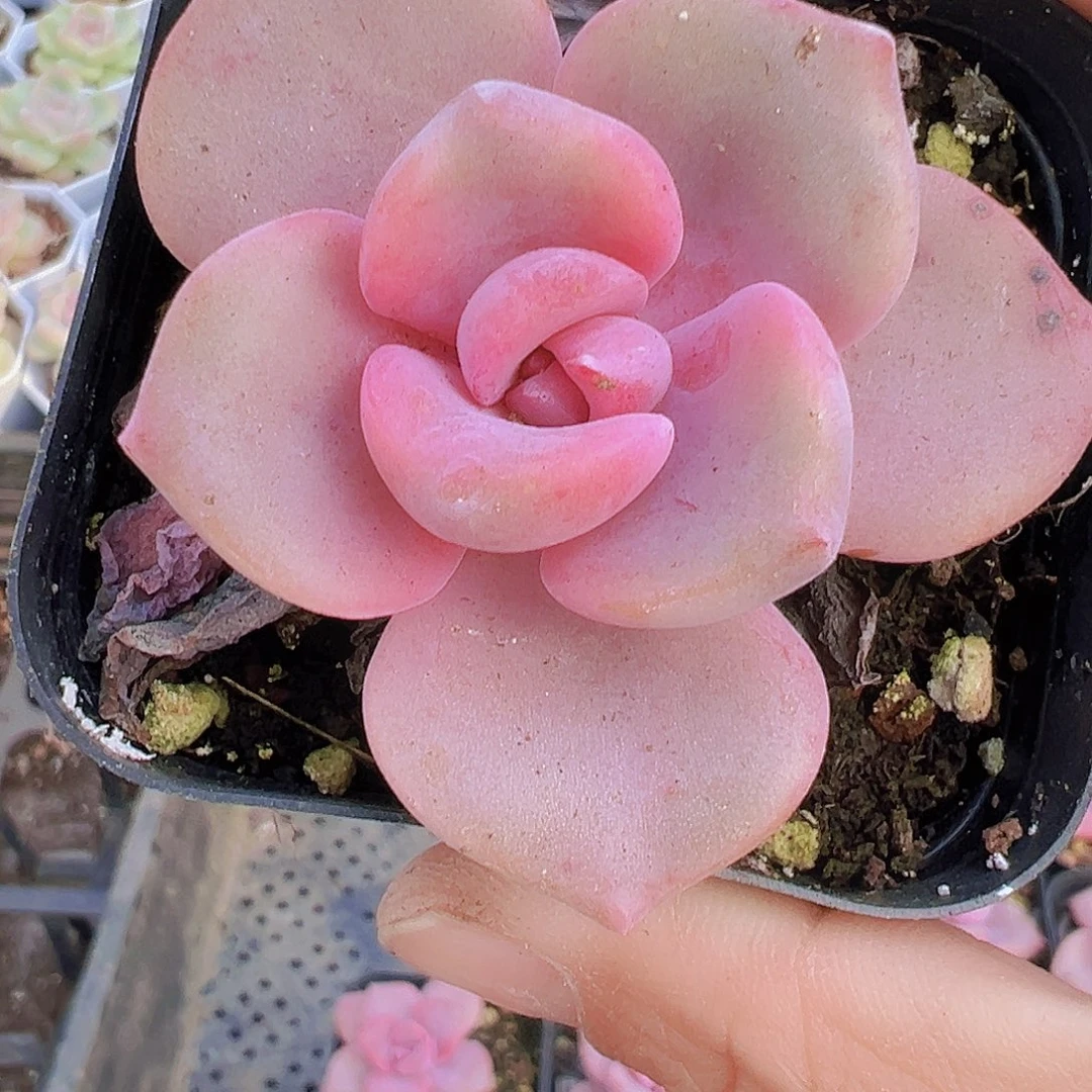 彩虹糖19包邮多肉植物