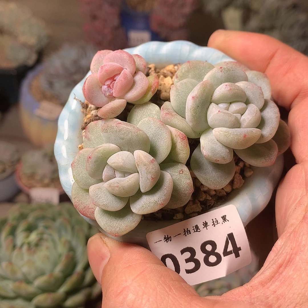 384冰玉石化一颗7厘米