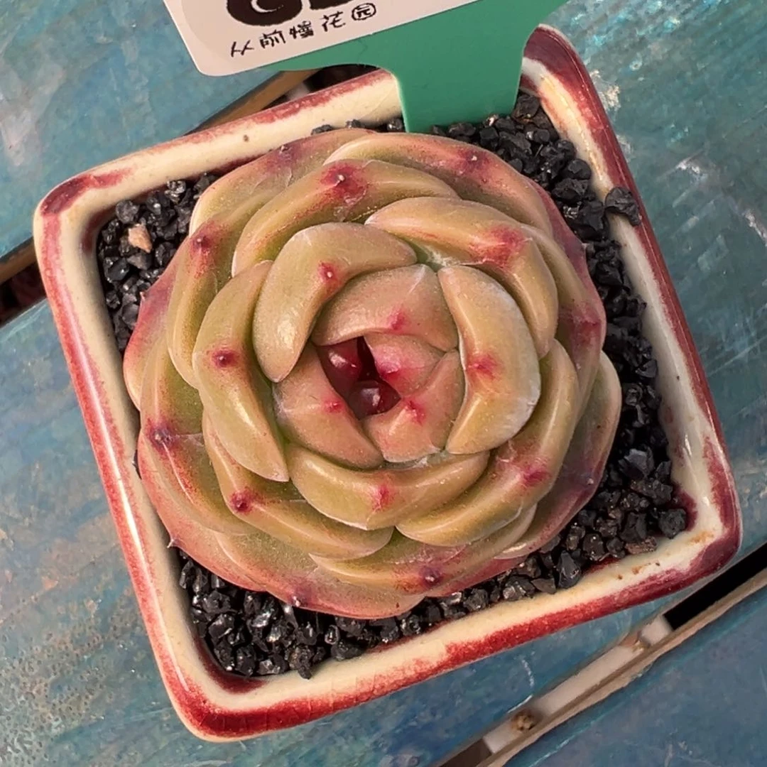 多肉一物一拍0211-278