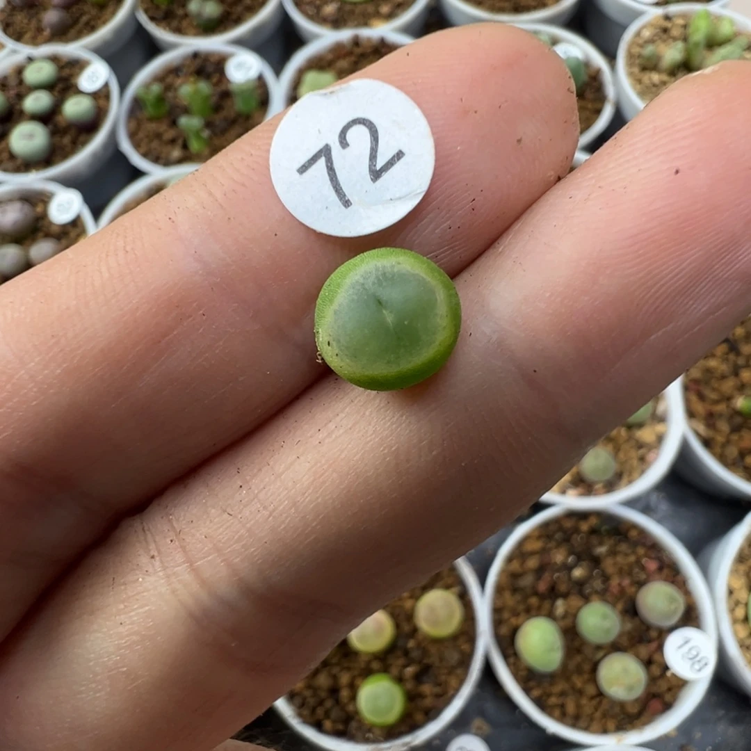 如***冰拉登一颗脱土7200000