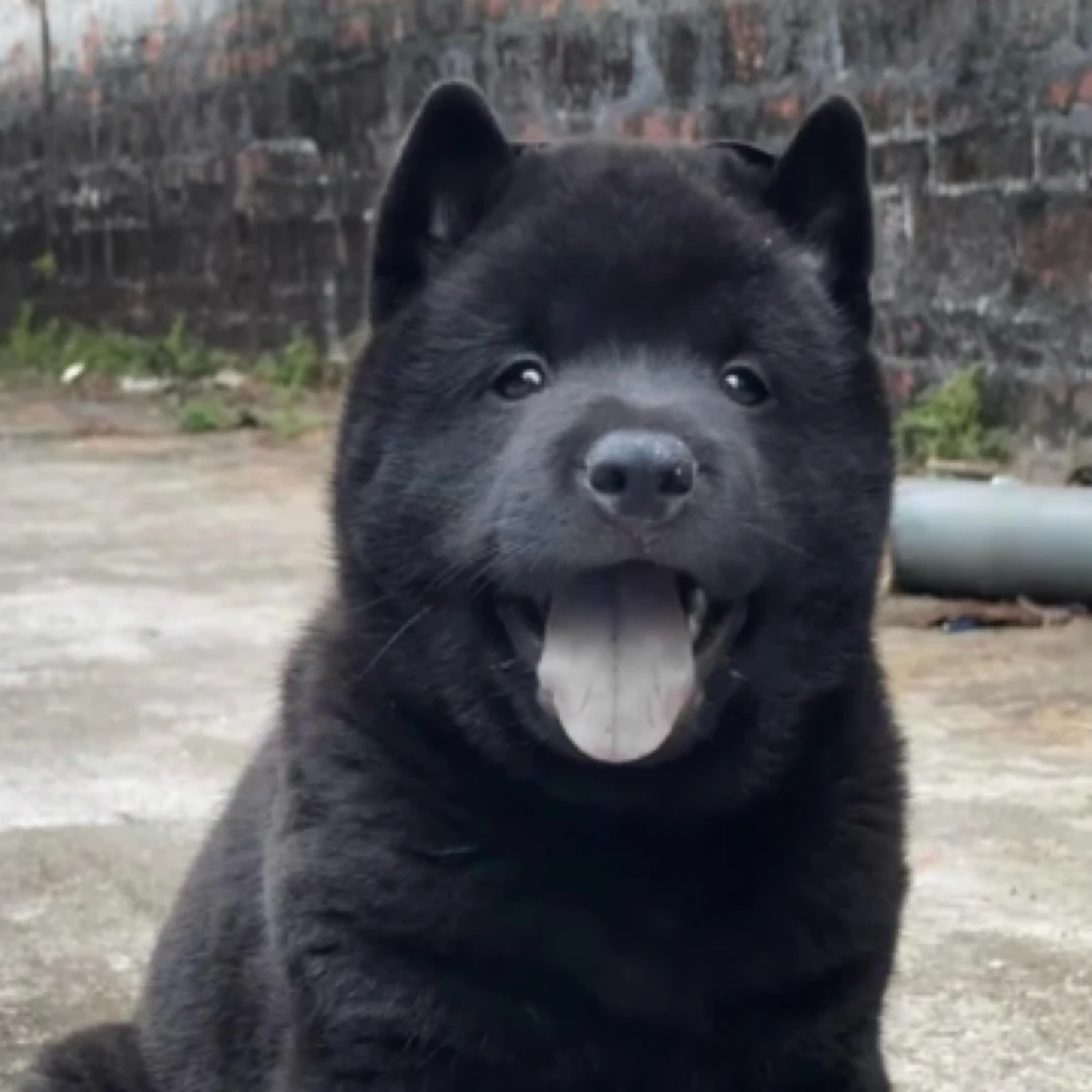 狗狗土狗五黑犬活体幼犬