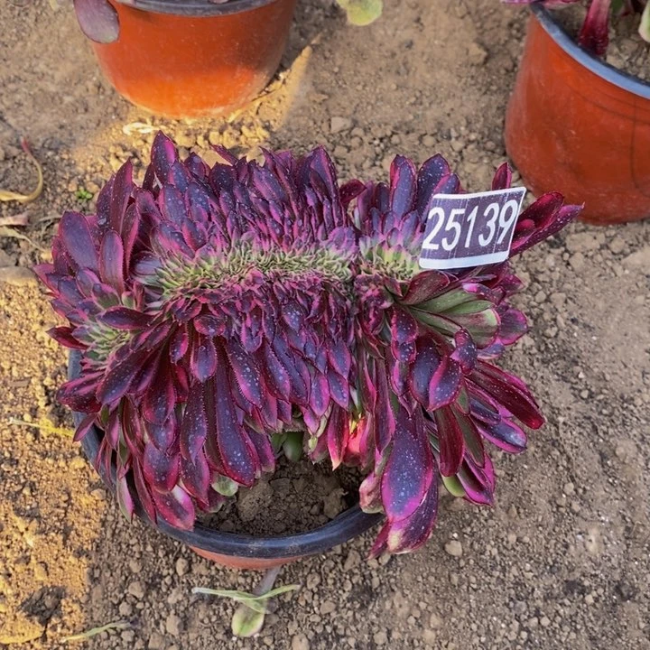 舞天姬25139多肉