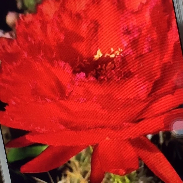 35号侧芽5公分左右毛花柱（20包邮）