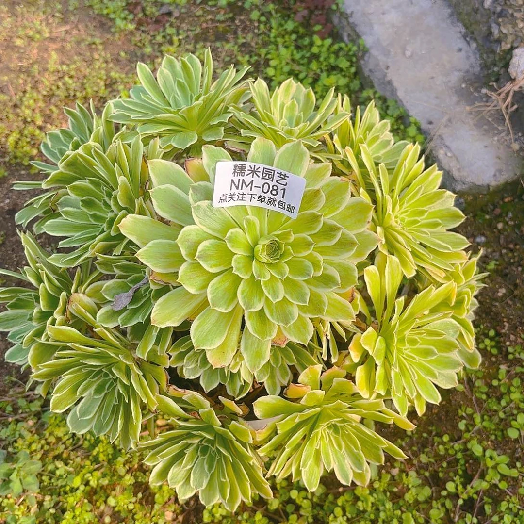 碧浪多肉植物081