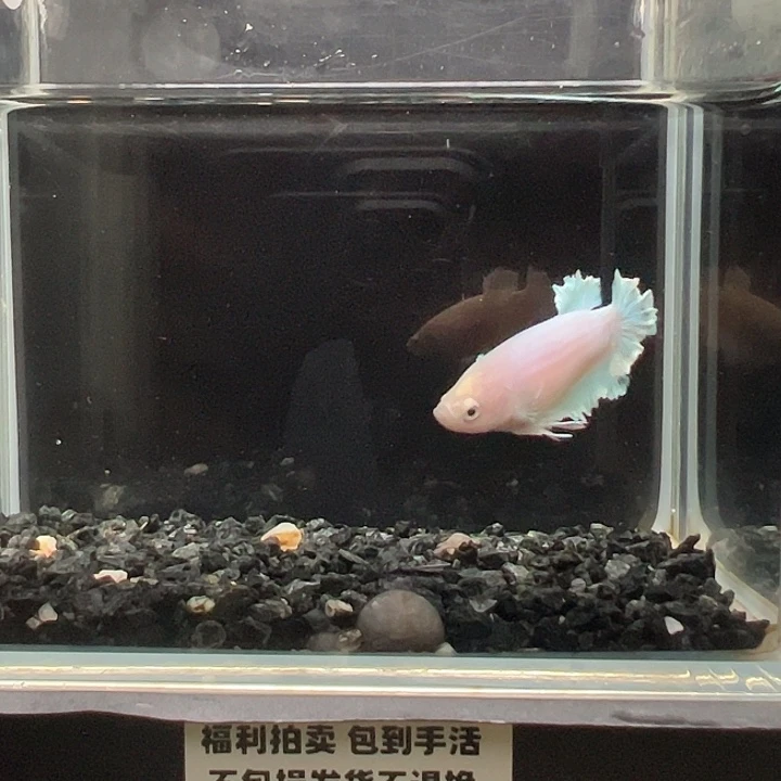 斗鱼竞拍跑单拉黑26日31