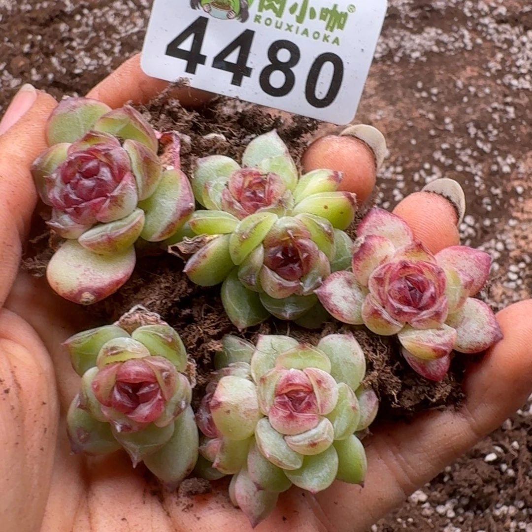 多肉植物多肉植物