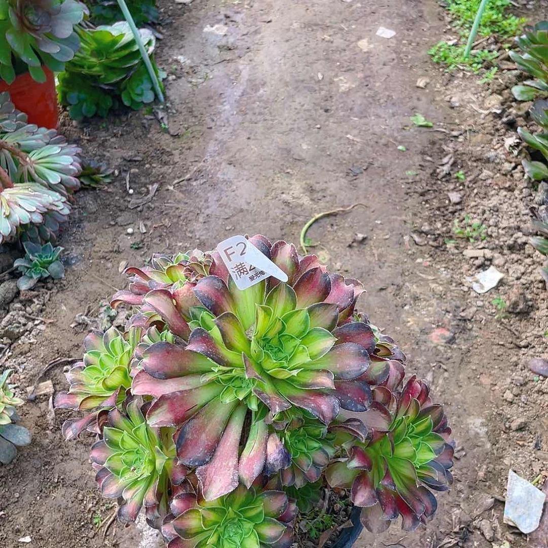 282韶华多肉法师