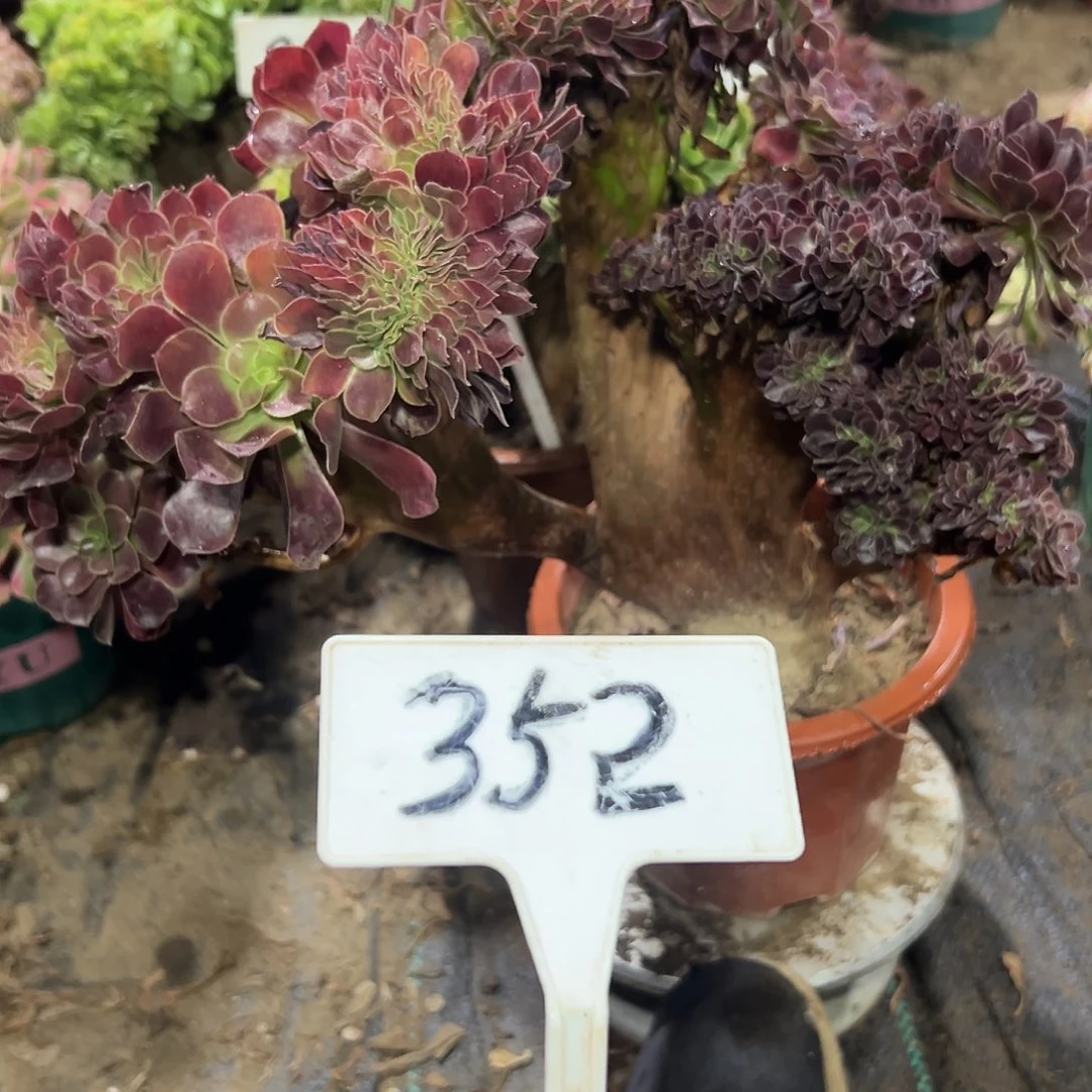 多肉植物欧子缀花352